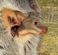 Windsong - South Australia Travel