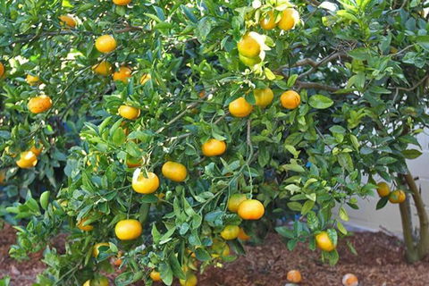 A LITTLE GREY SHACK - South Australia Travel 4