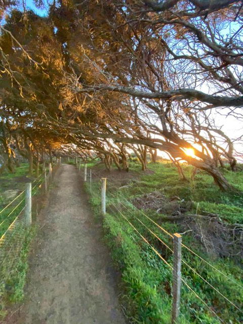 Anglesea Rivergums - South Australia Travel 3