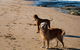 Bay Retreat Apollo Bay - Dog Friendly - Wifi - thumb 4