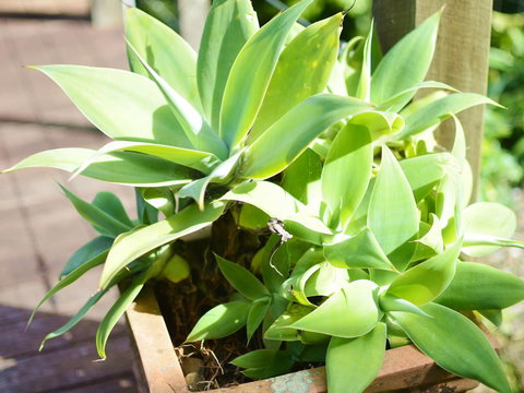 Apple Tree Cottage Montville - South Australia Travel 13