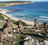 Waves  Wildlife Cottages Kangaroo Island - South Australia Travel