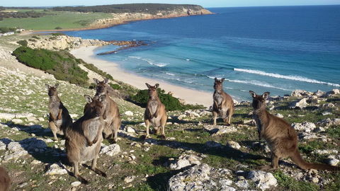 Waves & Wildlife Cottages Kangaroo Island - South Australia Travel 0