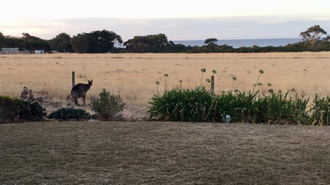 Beeâ€™s Place - 3 Bedroom Home On 10 Acres Of Land With Distant Ocean Views - South Australia Travel 23