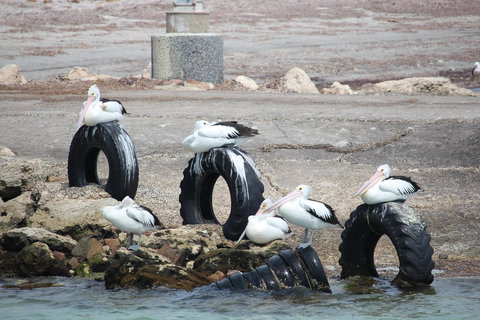 Bayview House - South Australia Travel 19