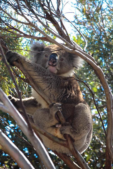 Bayview House - South Australia Travel 15
