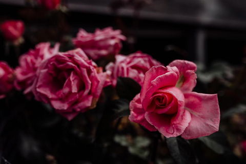 Bicheno Gardens - South Australia Travel 1