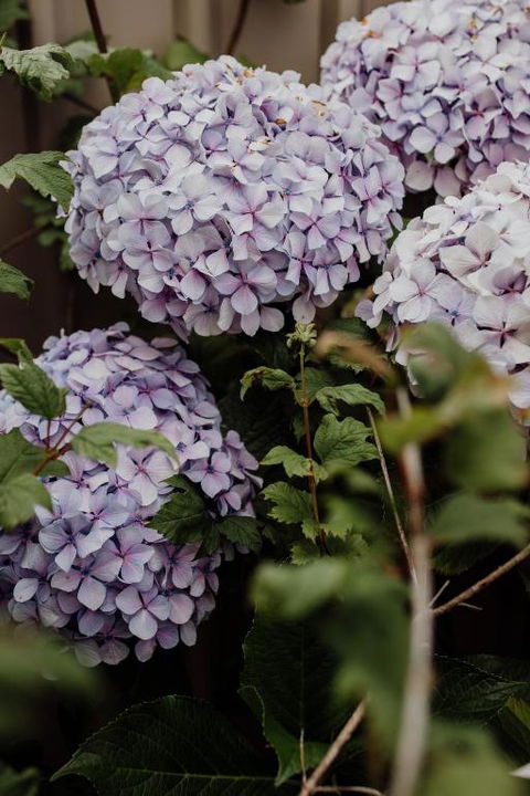 Bicheno Gardens - South Australia Travel 4