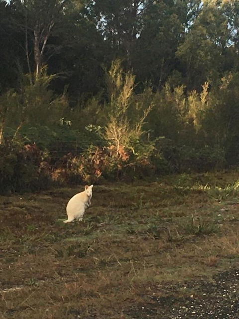 BIG4 Kelso Sands Holiday & Native Wildlife Park - South Australia Travel 4