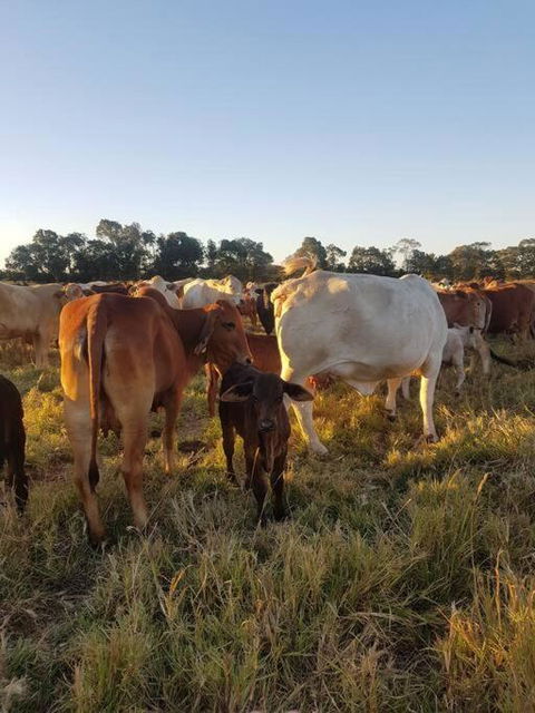 Blair Downs Farm Country Retreat - South Australia Travel 2