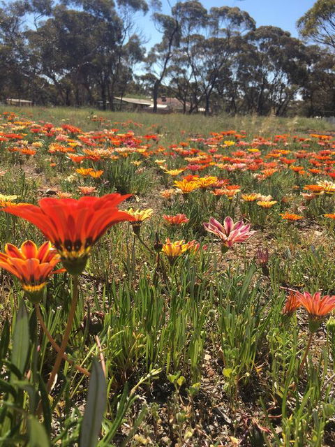 Acclaim Gateway Tourist Park - South Australia Travel 2