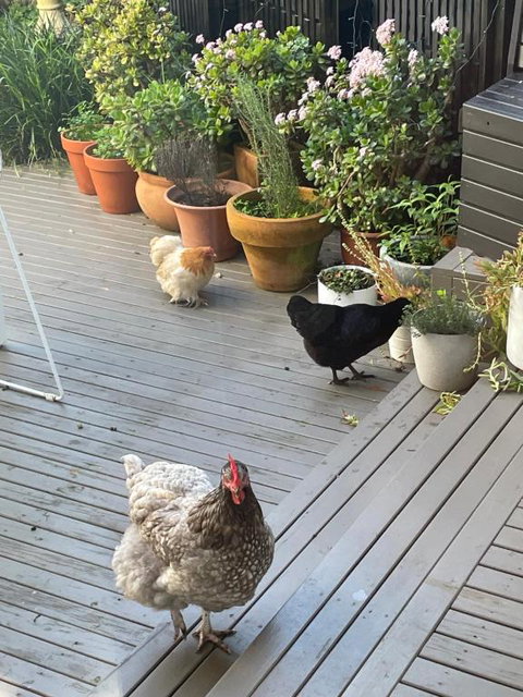 Gateway To The Peninsula - South Australia Travel 0