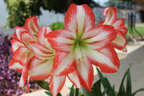 Golden Harvest Motor Inn Moree - South Australia Travel 3