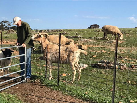 Gilgraves Vineyard Farmstay - South Australia Travel 1