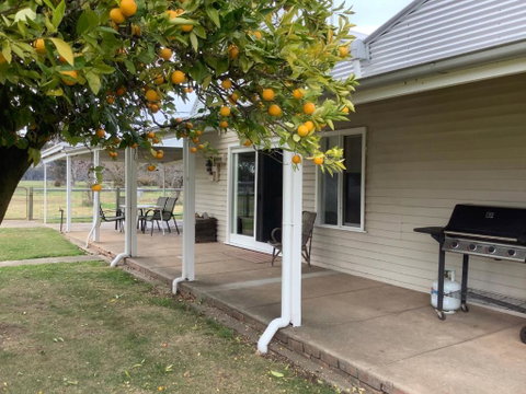 Orange Tree Cottage - South Australia Travel 0
