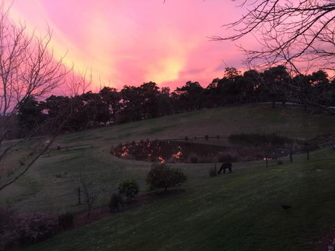 Raynella Alpaca Farmstay - South Australia Travel 3