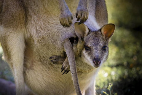 Bamurru Plains - South Australia Travel 3