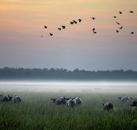 Bamurru Plains - South Australia Travel