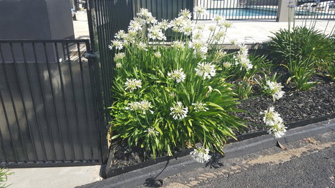 Bathurst Gold Panner - South Australia Travel 1