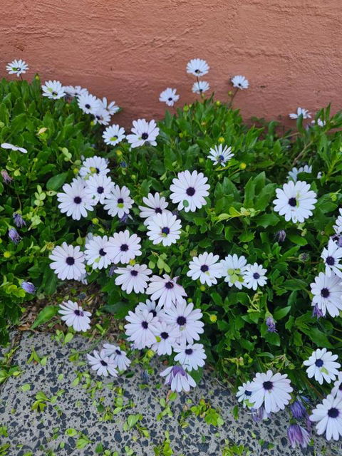 Reverie - South Australia Travel 2