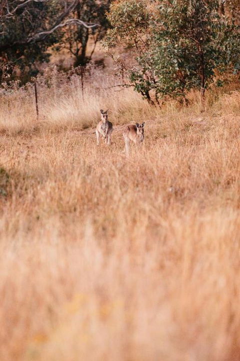 Rose Quartz - 1 Bed With Mountain Views - Kundalini Lodge - South Australia Travel 2