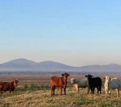 Rosemont By Tiny Away - South Australia Travel 3