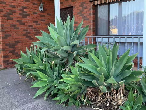 Beautiful Bedroom In Bentleigh East - South Australia Travel 0