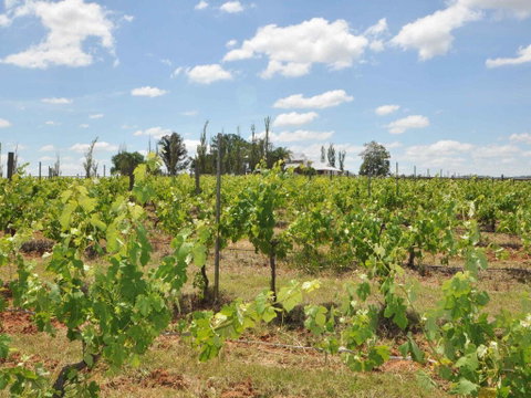 Beggars Bridge Vineyard Homestead W/ Pool + Wifi + Tennis + Vineyard - South Australia Travel 2
