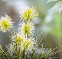 Bessou - South Australia Travel