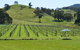 Blue House At Mountainside Wines - thumb 0
