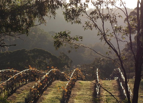 Blue House At Mountainside Wines - South Australia Travel 2