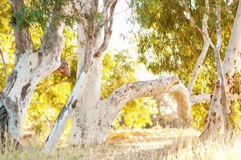 Wooramel River Retreat - South Australia Travel 3