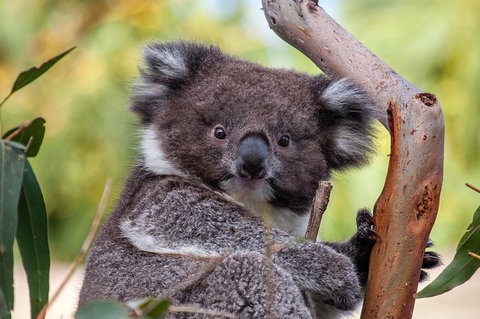 Great Ocean Road Tour With Lunch - South Australia Travel 5