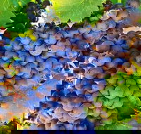 The Fully Local Private Tour - South Australia Travel