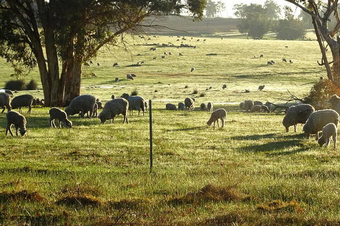 The Big Wave Rock (Private) Day Tour - South Australia Travel 1