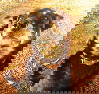 Perth Kids Explorer Private Day Tour - South Australia Travel