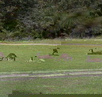 Yanchep  Lancelin - Wildlife Cave And Sands - South Australia Travel