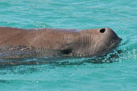 Cruise In Moreton Bay Marine Park And Moreton Island - South Australia Travel 3