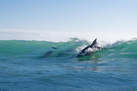 Private Tangalooma Wrecks Tour - South Australia Travel 2