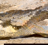 4-Day Cairns Ultimate Combo Daintree Rainforest Reef Kuranda  Paronella Park - South Australia Travel