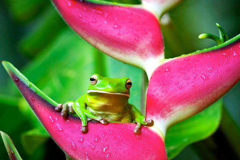 Cape Tribulation, Mossman Gorge, And Daintree Rainforest Premium Day Tour - South Australia Travel 0