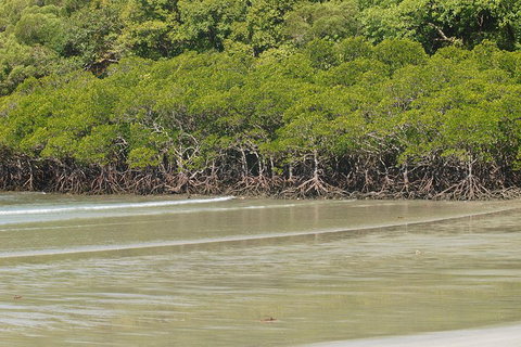 Cape Tribulation, Mossman Gorge, And Daintree Rainforest Premium Day Tour - South Australia Travel 4