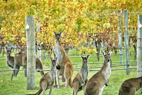 Three Day Charter Margaret River Region (inbound Melbourne Travelers) - South Australia Travel 5