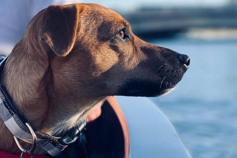 1.5-Hour Boat Rental In Melbourne - South Australia Travel 0