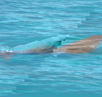 Snubfin Dolphin Eco Cruise from Broome - South Australia Travel
