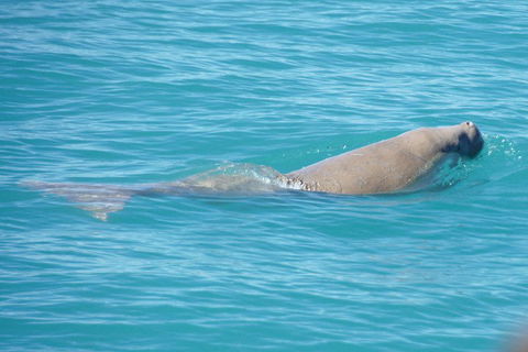 Snubfin Dolphin Eco Cruise From Broome - South Australia Travel 0