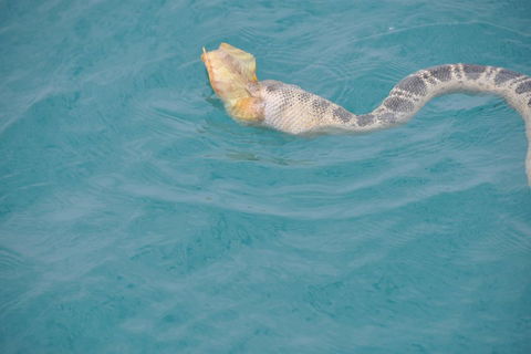 Snubfin Dolphin Eco Cruise From Broome - South Australia Travel 2