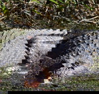 Full Day Tour in the Daintree - South Australia Travel