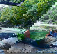 Afternoon Half-Day Daintree Rainforest and River Tour - South Australia Travel