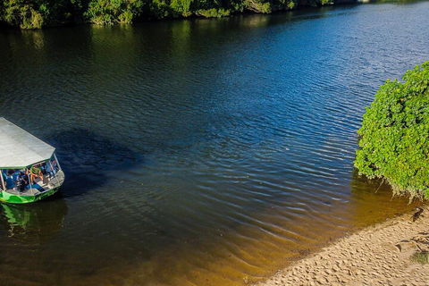Afternoon Half-Day Daintree Rainforest And River Tour - South Australia Travel 3